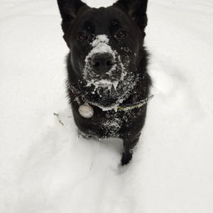 Братья меньшие