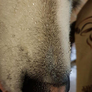 Братья меньшие