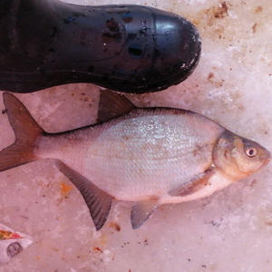 Про Селигер