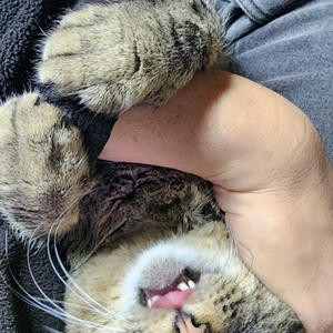 Братья меньшие