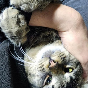 Братья меньшие