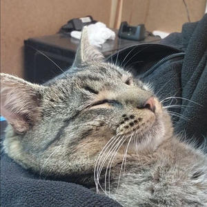 Братья меньшие