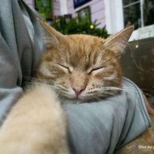 Братья меньшие