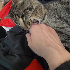 Братья меньшие