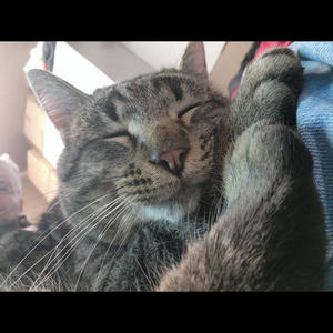 Братья меньшие