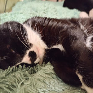 Братья меньшие