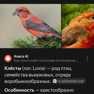 Братья меньшие