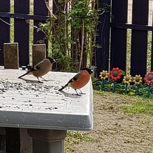 Братья меньшие