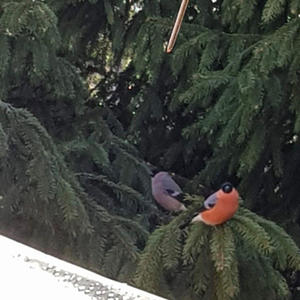 Братья меньшие