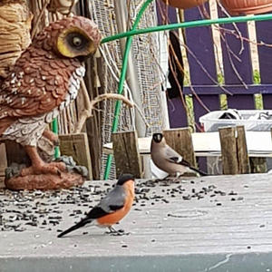 Братья меньшие