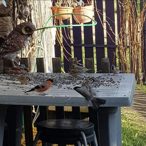 Братья меньшие