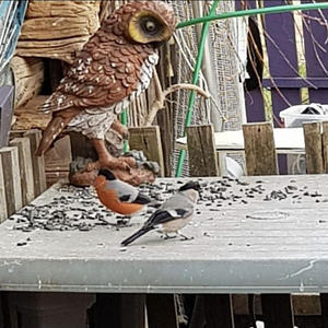 Братья меньшие