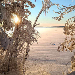 Солнце пробивается сквозь иней