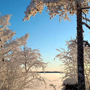 Солнце ласкает иней на ветвях