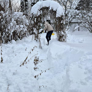 Дача и грядки