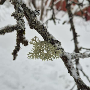 Дача и грядки