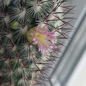 Братья меньшие