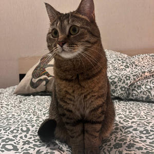 Братья меньшие