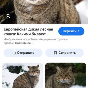 Братья меньшие