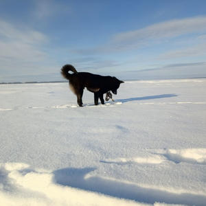 Братья меньшие