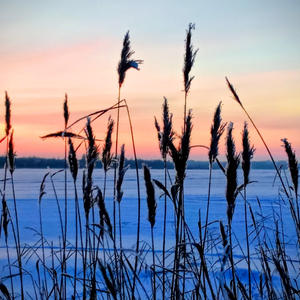 Трава шепчет ледяной сказке