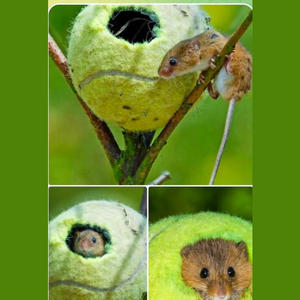 Братья меньшие