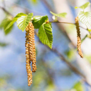 Вкуснотень