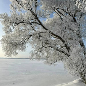 Дерево в инее — как будто замерзшее облако