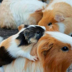 Братья меньшие