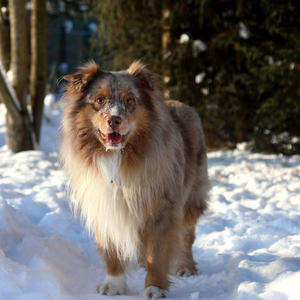 Братья меньшие