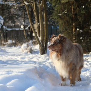 Братья меньшие