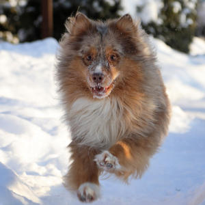 Братья меньшие