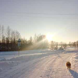 Братья меньшие