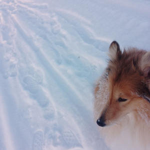 Братья меньшие