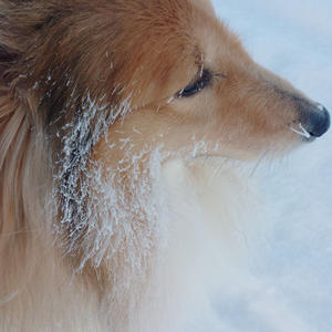 Братья меньшие