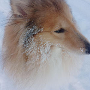 Братья меньшие