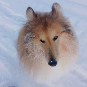 Братья меньшие