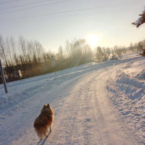 Братья меньшие