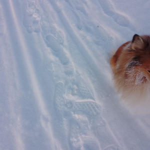 Братья меньшие