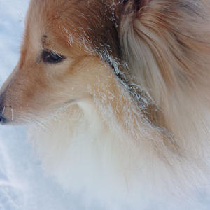 Братья меньшие