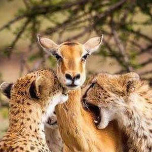 Братья меньшие