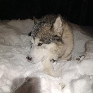 Братья меньшие