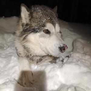 Братья меньшие