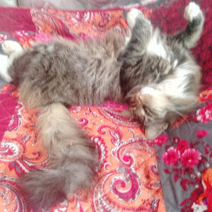 Братья меньшие