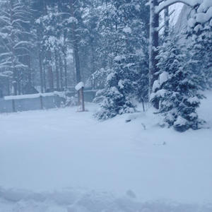 Братья меньшие