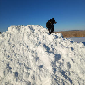 Братья меньшие