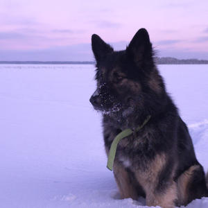 Собака в снегу, как будто из сказки