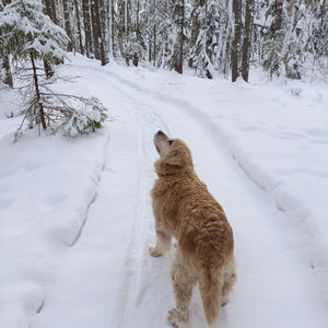 Золотой ретривер ведёт в зимнюю сказку