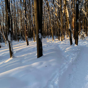 Братья меньшие