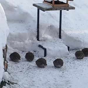 Братья меньшие